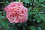 Comédie rose photo