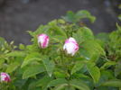 Marie de Saint Jean rose photo