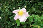 Cupid rose photo