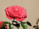 Bandito! rose photo