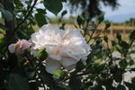Jessica rose photo