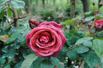 Alpin rose photo