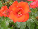 Bright Eyes rose photo