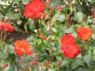 Bright Eyes rose photo