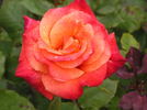 Bonfire Night ® rose photo
