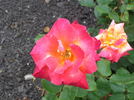 Bonfire Night ® rose photo