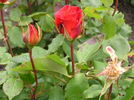 Bonfire Night ® rose photo