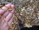 R. maximowicziana rose photo