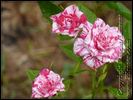 Charlie Brown ™ rose photo