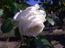 Casta Diva ® rose photo
