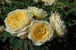 Casteu Gombert ® rose photo
