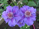 Ashva clematis photo