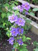Ashva clematis photo