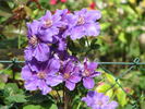 Ashva clematis photo