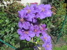 Ashva clematis photo