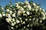 Chateau de Guillerval rose photo