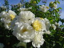 Chateau de Guillerval rose photo