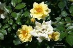 Lemon Splash! rose photo