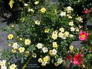 Lemon Splash! rose photo