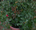 Rock Star rose photo