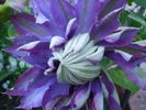 Beauty of Worcester clematis photo