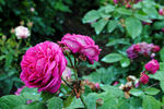 Charlemagne rose photo