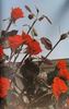 Ardore rose photo