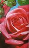 Shannon ® rose photo