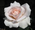 Priceless Pearl rose photo
