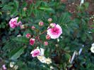 Jean Mermoz rose photo
