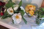 Gideon Lincecum rose photo