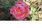 Comte Bobrinsky rose photo