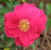 Alberta rose photo