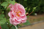 Christine Wright rose photo