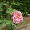 Christine Wright rose photo