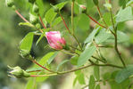 Christine Wright rose photo