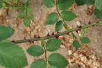 Christine Wright rose photo