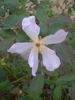 Lila Banks rose photo