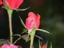 Komet rose photo