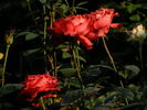 Komet rose photo