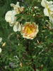 Harison's Salmon rose photo