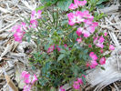 Cineraire rose photo