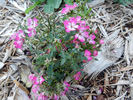 Cineraire rose photo