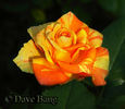 Butterfly rose photo