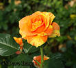 Butterfly rose photo