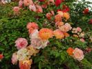 Bessy rose photo