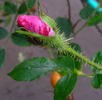 Rose Gilardi ™ rose photo