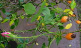 Rose Gilardi ™ rose photo