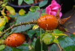 Rose Gilardi ™ rose photo