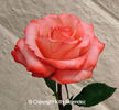 Cristina Lynne rose photo